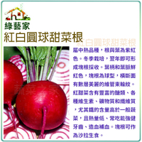 【綠藝家】大包裝C18.紅白圓球甜菜根種子30克