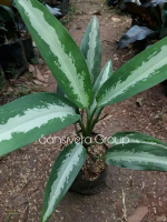 Dieffenbachia Silver / Tanaman Aglonema Susu / Pohon Blanceng Sri rezeki