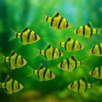 Paket Isi 5 Tiger Barb Glowfish Hijau (Size M) - Hiasan Aquarium Cantik