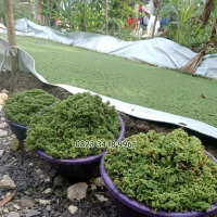 bibit Azolla , budidaya Azolla Untuk Stok Pakan Unggas Dan Ikan