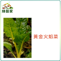 【綠藝家 】大包裝A42.黃金火焰菜種子30克(約2000顆) (黃金菾菜、君達菜、甜菜)