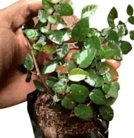 Tanaman Hias Dolar mini rambat di pagar tembok - tanaman dolar mini