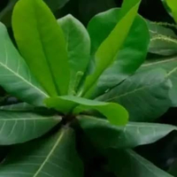 Tanaman ketapang laut pohon ketapang laut