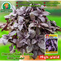 100% Authentic 500seeds High Yield Purple Basil Seeds for Planting Fresh Organic Basil Seeds Genoves