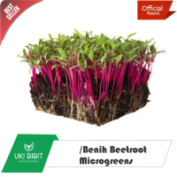 ( 1 Kg ) Benih Beet | Beetroot Microgreens