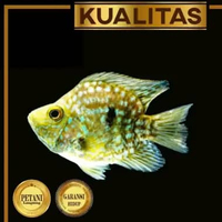 Green Texas Cichlid Balon Ikan Hias Aquascape Hiasan Aquarium Tanaman Air Tawar