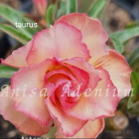 adenium grftingan bunga tumpuk dan single macam macam warna bunga tumpuk