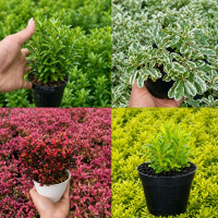 Paket murah 4 tanaman hias murah krokot merah krokot kuning krokot variegata krokot hijau