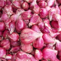 Bawang merah brebes 1kg bawang merah brebes (promo) 1kg. Masakan