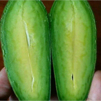 Bibit Tanaman Buah Alpukat Tanpa Biji - Benih Bibit Alpukat Tanpa Biji - Tanaman Alpukat Tanpa Biji 