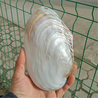 天然海螺貝殼 超大光澤雙面珍珠貝蚌殼 地中海家居創意收藏擺件