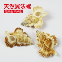 稀有海螺天然翼法螺居家裝飾擺件收藏標本創意禮物大貝殼魚缸造景