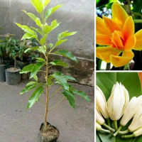 BIBIT TANAMAN POHON BUNGA KANTIL/POHON KANTIL