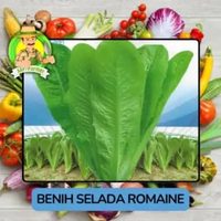 Jenis Benih Sayuran Selada Benih Sayuran Import Selada Romaine