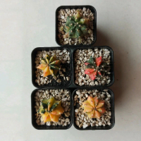 Kaktus Gymno Gymnocalycium Miha Hybrid Varigata Koleksi Premium Unik Warna Cerah Mudah Dirawat Grati