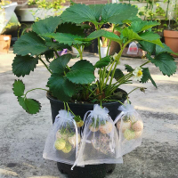 草莓果實果子套袋水果防鳥防蟲網袋紗袋紗網透氣陽臺盆栽果蔬保護