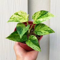 Tanaman hias Epipremnum Marble Queen - Sirih Gading Variegata