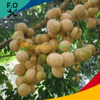 Bibit Duku Tanpa Biji Bibit Unggulan