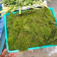 hiasan akuarium berbentuk lumut java moss