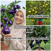 PROMO Dapat 3 Bibit Jambu Air Citra Ungu, Jambu Kristal Madu Dan Black Manggo Florida