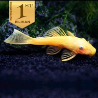 Pleco Albino Ikan Hias Aquarium Aquascape Hiasan Tanaman Air Sapu Sapu