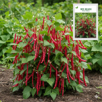 BENIH BUNCIS MERAH kemasan premium