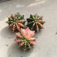 kaktus lb hybrid variegata satu paket (3pcs)