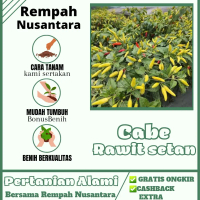BENIH CABE RAWIT SETAN F1 SUPER PEDAS ISI 100 BIJI