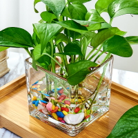 創意玻璃花盆綠蘿白掌花瓶水培器皿水養植物瓶透明花器正方形容器