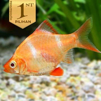 Albino Tiger Barb (Isi 3) Ikan Hias Aquascape Hiasan Aquarium Tanaman Air -
