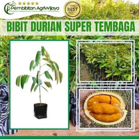 Durian Super Tembaga Bangka okulasi 100% Original Bibit Super Unggul pucuk entres super tembaga Pemb
