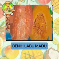 Benih Buah Buahan Bibit Biji Tanaman Organik Labu Madu