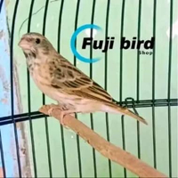 BURUNG BLACKTHROAT BETINA SIAPAN