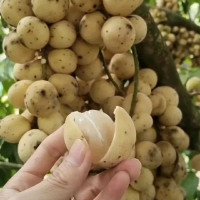 Benih Bibit Buah Duku Tanpa Biji Mudan Dan Cepat Berbuah
