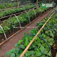 isi 40 bibit lada sambung jenis india srilanka  ( Panjat  ) pertumbuhan cepat,hasil panen melimpah,t