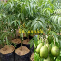 THE BEST Bibit kedondong/bibit tanaman buah dondong /kedondong bisa COD