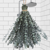 30 PCS Real Dried Eucalyptus for Shower & Bathroom Decor - 17 Large Natural Fresh Eucalyptus Leaves 