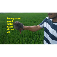 JARING PUYUH JERAT BURUNG SAWAH SINTAR BEKER TIKUSAN RUAK RUAK DLL JARING NILON TIDAK MUDAH KUSUT
