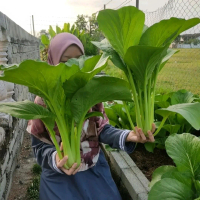 BENIH SAWI KING HYBRID F1.BIG CAIXIN SEEDS(600+ SEEDS) Flower Garden bijiben ihjom tanam bibit siklo