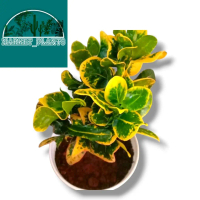 Tanaman Artificial Puring Coin - Hiasan rumah - puring koin murah - bunga plastik Hiasan rumah