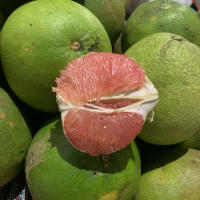 Jeruk Pamelo madu manis 1500g-1600g