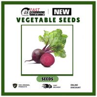 【HOT SELLING】 VALUE PACK (15 SEEDS) OPV MAGIC RED SUGAR BEET SEEDS/RED MAGIC/HYBRID/REMOLATSA
