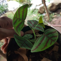 Tanaman Hias Kupu Kupu Batik - Oxalis Batik