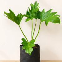 Tanaman Hias Philodendron Xanadu / Philo Jari / Jendron