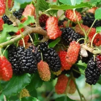 bibit murbei bibit black berry bandung