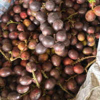 Longan brazil tempatan buah 3 rasa matoa buah kristal