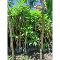 Kamboja Bali Kuning Tinggi 1,5 Meter Up Pohon Kamboja Bali Siap Tanam dengan Daun Hijau Cerah dan Ba