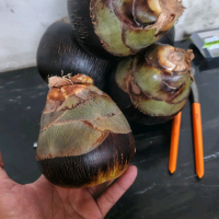 Buah Siwalan Khas Rembang Buah Unik Buah Lontar