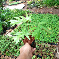 tanaman vertical garden / philodendron mayoi / philo mayoi