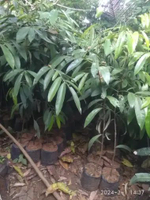 1M - Bibit Tanaman Kayu Hitam Eboni / Black Ebony - Kualitas Super